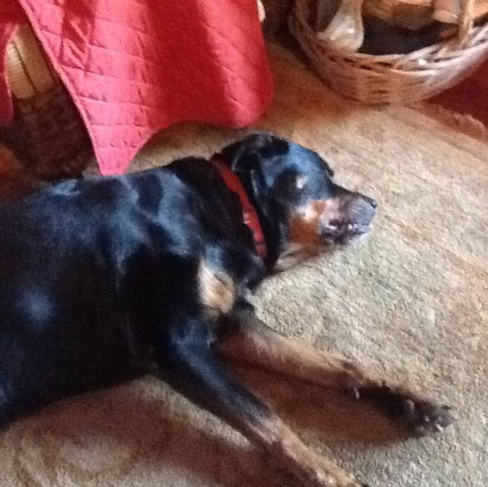 Meet your Posher, Ann